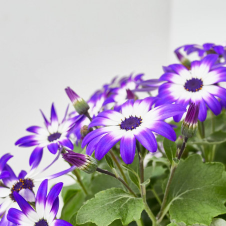 CINERARIA SENETTY 3 LITROS