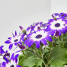 CINERARIA SENETTY 3 LITROS