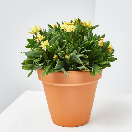 FLOR DE PAPEL MACETA 13CM