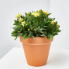 FLOR DE PAPEL MACETA 13CM