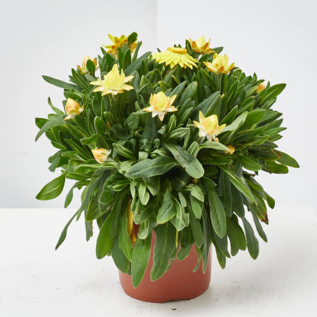 FLOR DE PAPEL MACETA 13CM