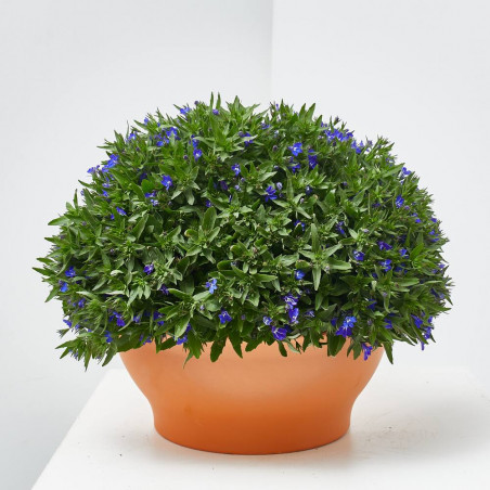 LOBELIA TARRINA 22CM 