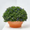 LOBELIA TARRINA 22CM 