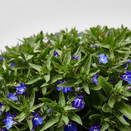 LOBELIA TARRINA 22CM 