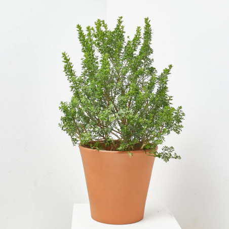 GENISTA MACETA 10L