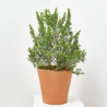 GENISTA MACETA 10L