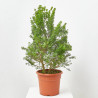 GENISTA MACETA 10L