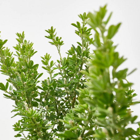 GENISTA MACETA 10L
