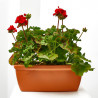 GERANIO JARDINERA 40CM