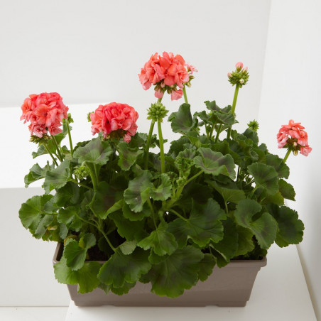 GERANIO JARDINERA 40CM