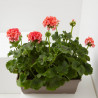 GERANIO JARDINERA 40CM