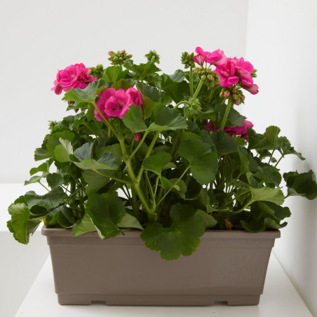 GERANIO JARDINERA 40CM