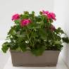 GERANIO JARDINERA 40CM