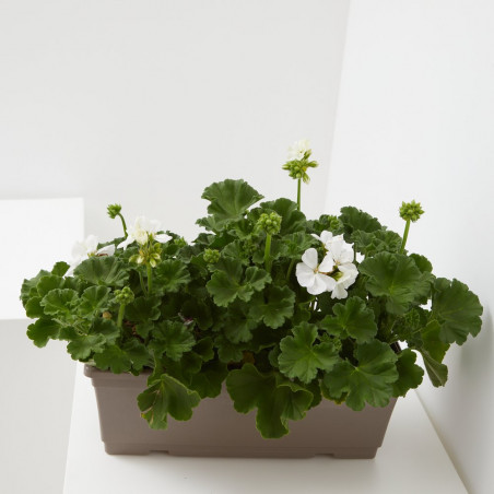 GERANIO JARDINERA 40CM