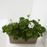 GERANIO JARDINERA 40CM