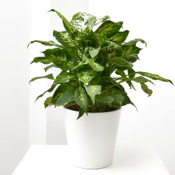 DIEFFEMBACHIA COMPACTA MACETA 3 LITROS