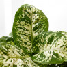 DIEFFEMBACHIA COMPACTA MACETA 3 LITROS