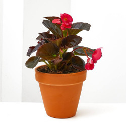 BEGONIA BIG MACETA 13CM