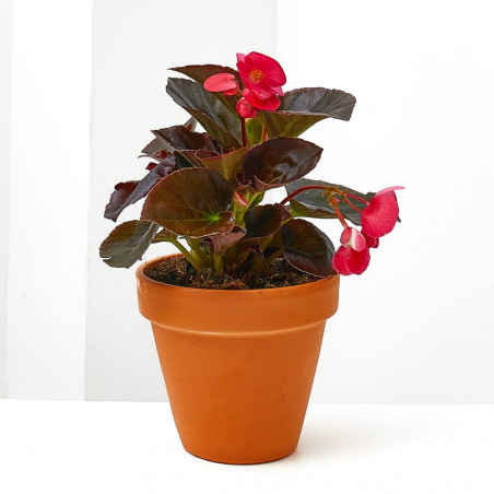 BEGONIA BIG MACETA 13CM