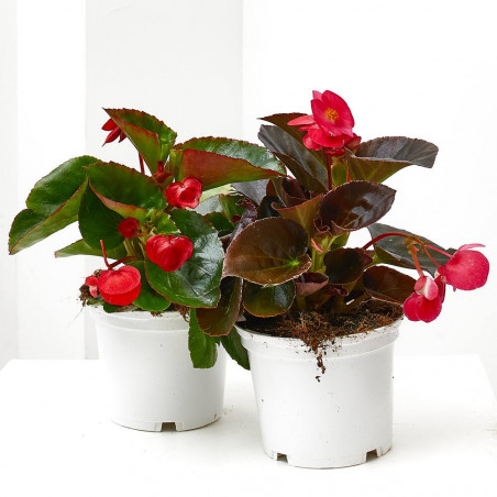 BEGONIA BIG MACETA 13CM