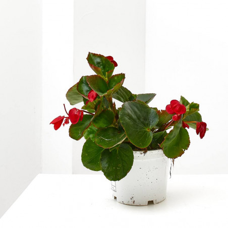 BEGONIA BIG MACETA 13CM