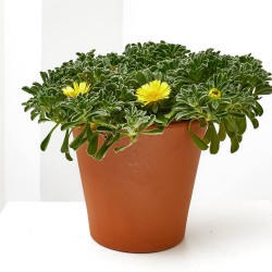 ASTERISCUS MACETA 15CM