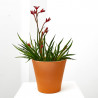 ANIGOZANTHUS HIBRIDO 3L