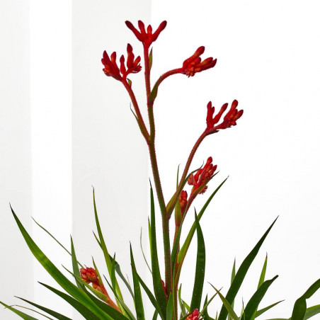 ANIGOZANTHUS HIBRIDO 3L