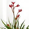 ANIGOZANTHUS HIBRIDO 3L