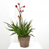 ANIGOZANTHUS HIBRIDO 3L