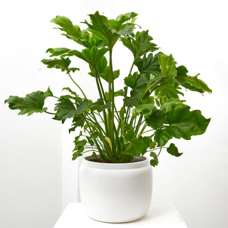 PHILODENDRON MACETA 21CM