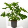 PHILODENDRON MACETA 21CM