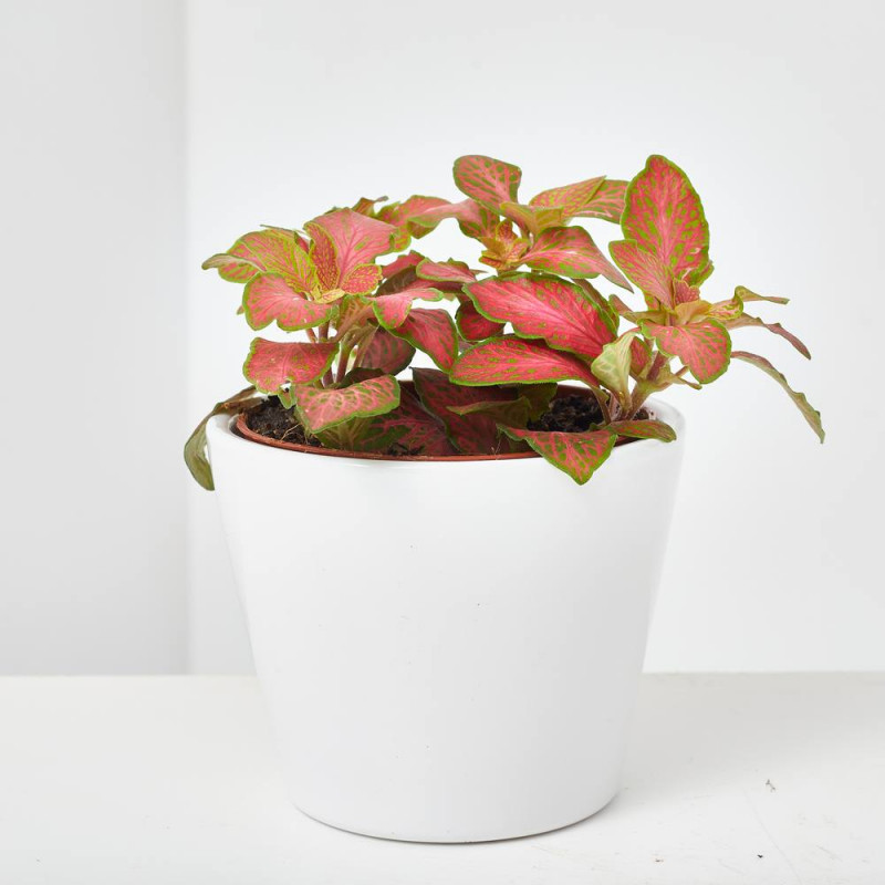 FITTONIA