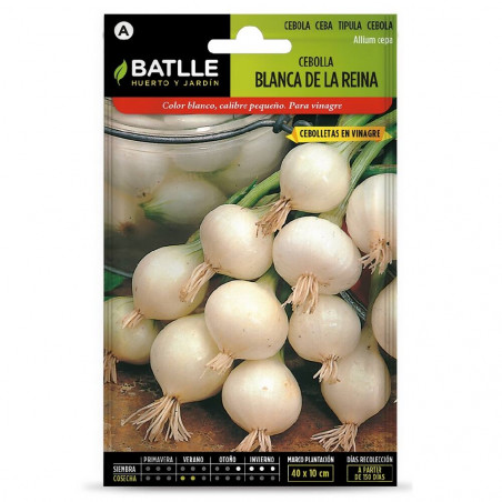 SEMILLAS CEBOLLA BLANCA REINA