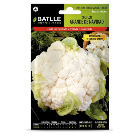 SEMILLAS COLIFLOR GRANDE DE NAVIDAD