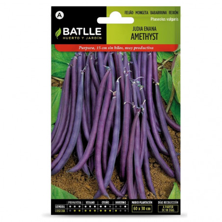 SEMILLAS JUDIA ENANA VIOLETA AMETHYST