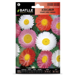 SEMILLAS BELLIS- ACROCLINIUM