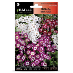SEMILLAS CINERARIA HIBRIDA