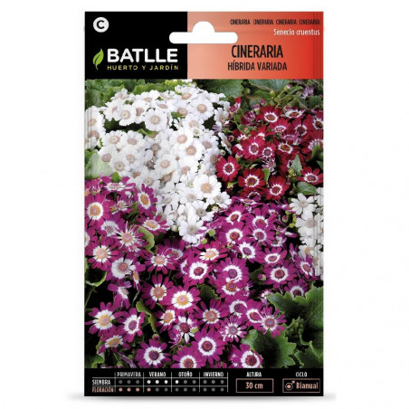 SEMILLAS CINERARIA HIBRIDA