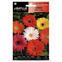 SEMILLAS GERBERA HIBRIDA