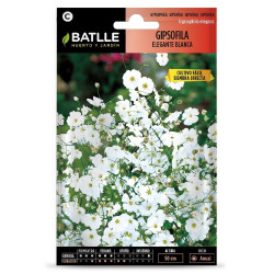 SEMILLAS GIPSOPHILA ELEGANTE BLANCA