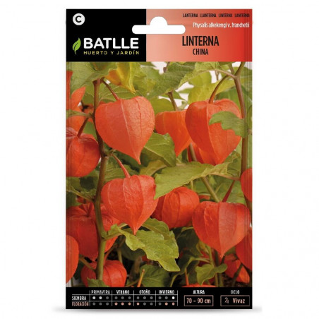 SEMILLAS PHYSALIS-LINTERNA CHINA