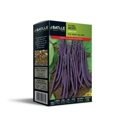SEMILLAS JUDIA MATA BAJA VIOLETA AMETHYST 250 GR
