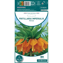 BULBO FRITILLARIA NARANJA 1 UD