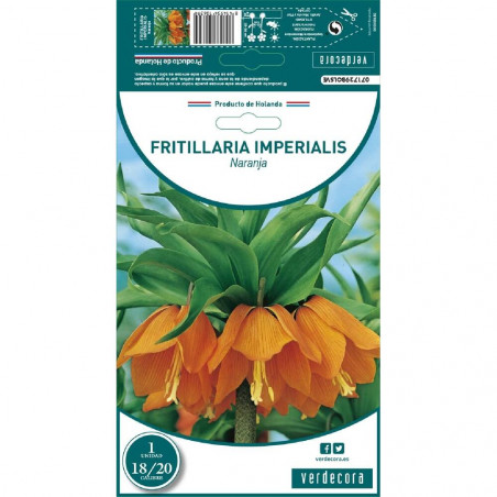 BULBO FRITILLARIA NARANJA 1 UD