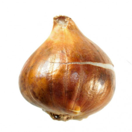 BULBO DE TULIPÁN 1 UD