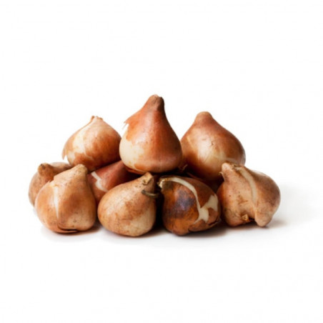 BULBO DE TULIPÁN 1 UD