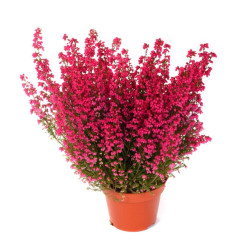 ERICA MACETA 3 LITROS