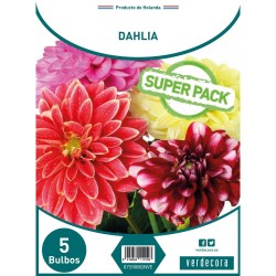 BULBOS DAHLIA SUPER PACK 5 UDS