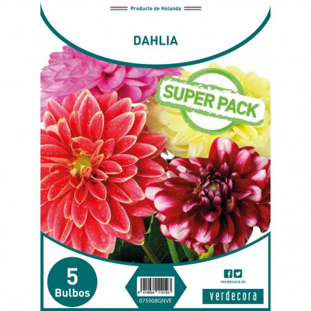 BULBOS DAHLIA SUPER PACK 5 UDS